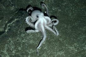Neznámý druh chobotnice objevený v hloubce 2400 metrů.