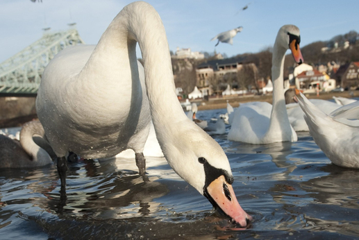 Čtyři dny po Štědrém dnu, 28. prosince 2011, se labutě vyhřívaly na sluníčku a cachtaly v řece Labi v Drážďanech. (Foto: profimedia.cz)