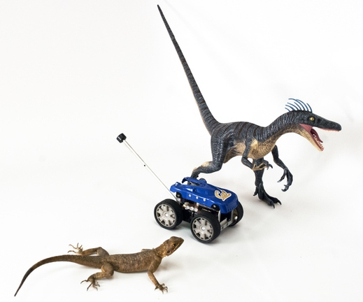 Studium skákajících agam je užitečné jak pro konstrukci robotů, tak pro výzkum chování dravých dinosaurů.