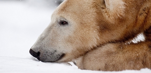 Lední medvěd Knut, miláček návštěvníků berlínské zoo.