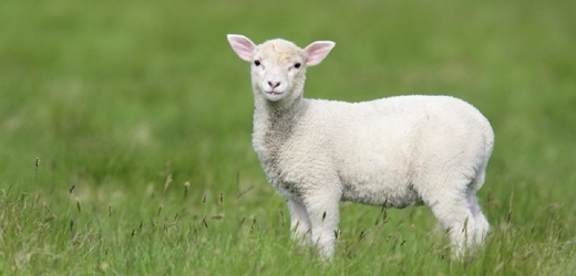 Novozélanďané chtějí dostat stříhání ovcí na olympijské hry (ilustrační foto).