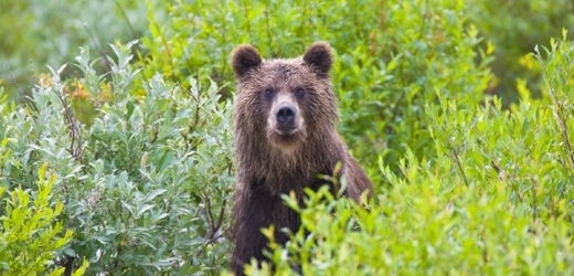 Medvědice kamčatská (ilustrační foto).