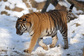 Mrazivé počasí posledních dnů prožívají také zvířata ve zlínské zoo. Například tygr ussurijský snáší mráz na rozdíl od jiných živočišných druhů velmi dobře. (Foto: ČTK)