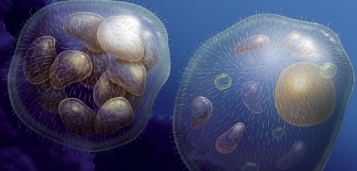 Vědci prý objevili nejstarší důkaz mnohobuněčných organismů (ilustrační foto).