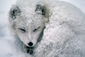 Polární liška spí stočená ve sněhu.