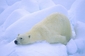 Lední medvěd si o sníh čistí kožich.