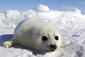 Čerstvě narozené mládě tuleně ledního v zálivu svatého Vavřince.