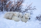 Lední medvědice s mláďaty v kanadské provincii Manitoba.