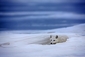 Polární liška odpočívá ve sněhové závěji u jezera v zátoce Prudhoe.