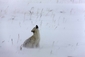 Polární liška údajně pozorující hejno havranů.