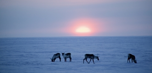 Sob polární (karibu) v Arktické národní rezervaci na severu Kanady.