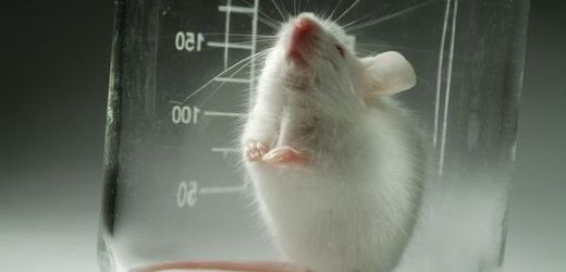 Alzheimerova choroba se u myší projevuje jinak než u lidí. Metoda tak nemusí být pro člověka přínosná.