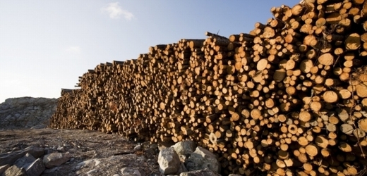 Státní podnik Lesy České republiky podepsal s lesnickými firmami smlouvy na 92 ze 117 územních jednotek. 