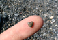 Na plážích můžete objevit kamínky ve tvaru srdce. (Foto: archiv)