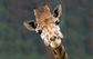 Této žirafě se očividně ve španělské zoo v Kantábrii líbí.