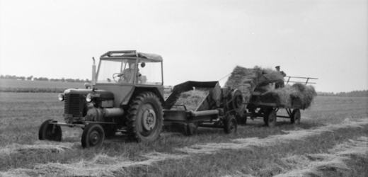 Sklizeň travin v JZD Vraclav v roce 1961.