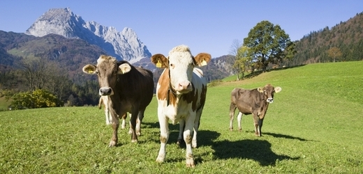 Krávy na pastvě (ilustrační foto).