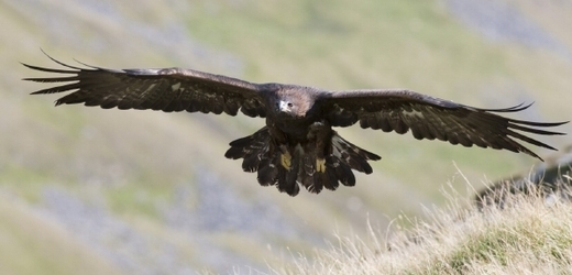 Orel skalní (ilustrační foto).