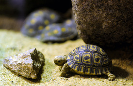 Některé druhy želv umí překvapit vzdálenostmi, které překonávají (ilustrační foto).