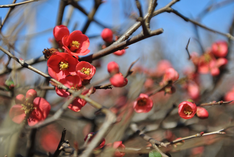 Probouzející se japonské květy v newyorském Central Parku. Neobvykle teplé počasí způsobilo, že mnoho květin a stromů začalo předčasně kvést. (Foto: profimedia.cz)