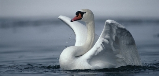 Labutě zpěvné jsou u nás chráněné (ilustrační foto).