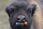 Doenna je roztomilé mládě evropského bizona, které se narodilo loni v listopadu v německé přírodní rezervaci Döberitzer Heide u Wustermarku. (Foto: profimedia.cz). 
