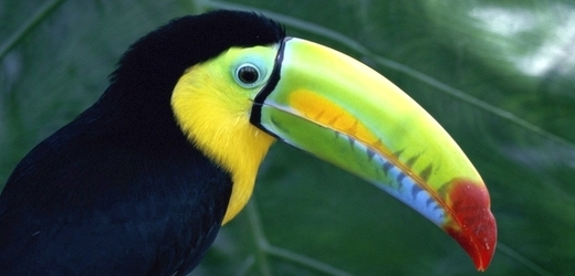 Ohroženy jsou především tropické druhy ptáků.