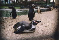 Ne všechny tučňáky zajetí baví (ilustrační foto).