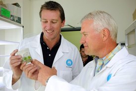 Odolnou odrůdu vyšlechtili vědci z Waitova výzkumného ústavu při univerzitě v Adelaide ve spolupráci s australskou výzkumnou organizací CSIRO.