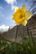 Narcis kvetoucí v zahradě v britském Bathu. (Foto: profimedia.cz)