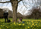 Londýn je na jaře svými parky s rozkvetlými narcisy proslulý. (Foto: ČTK/AP)