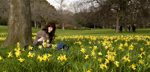 Londýn je na jaře svými parky s rozkvetlými narcisy proslulý. (Foto: ČTK/AP)