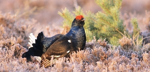 Tetřev hlušec je na českém území kriticky ohroženým druhem, vyskytuje se pouze na Šumavě (ilustrační foto).
