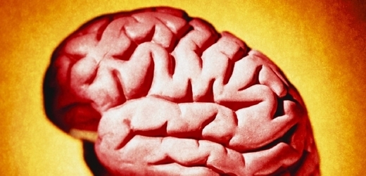 Mozek (ilustrační foto).