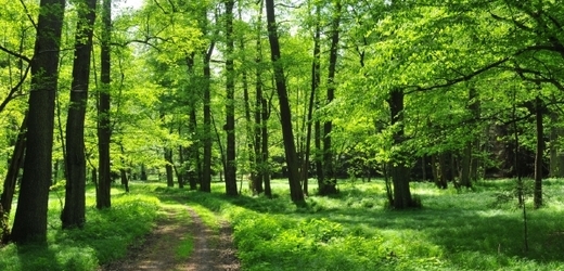 Lesy (ilustrační foto).