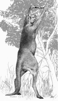 Tři metry vysoký klokan. Původní australská fauna vypadala jinak než ta dnešní.