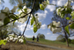 Kvetoucí stromy v Piedmontském parku v americké Atlantě. (Foto: ČTK/AP)