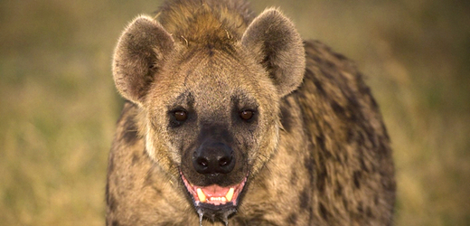 Hyena jeskynní byla jen poddruhem hyeny skvrnité.