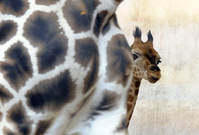 Žirafí mládě láká nyní v pražské zoo pozornost nejen dětí.