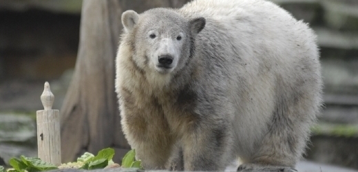 K tahákům patří tradičně i lední medvědi (ilustrační foto).