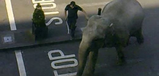 Slon v Irsku utekl z cirkusu, pobíhal u obchodního centra.
