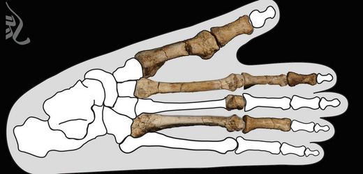 Nalezené kosti vykazují znaky, o nichž antropologové soudili, že u hominidů vymizely o milion let dříve.