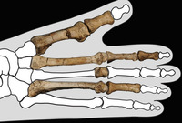 Nalezené kosti vykazují znaky, o nichž antropologové soudili, že u hominidů vymizely o milion let dříve.