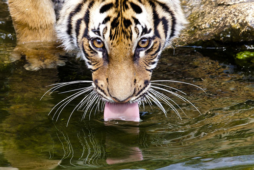 Indočínský tygr pije vodu ve výběhu v berlínské zoo. (Foto: ČTK/AP)