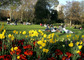Londýňané si v pondělí užívali slunného dne v rozkvetlém Hyde parku. (Foto: profimedia.cz)
