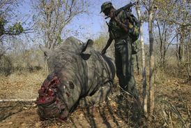 Aby omámeným nosorožcům rohy uřízli, používají v Jihoafrické republice pytláci často motorové pily.