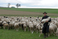 Pastýř Hermann Gulde se svým stádem ovcí a beránkem v náručí v německém Salemu. (Foto: profimedia.cz)