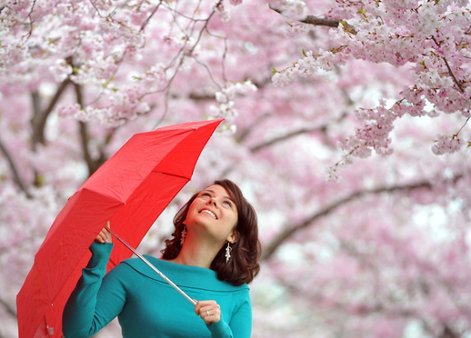 Dívka s červeným deštníkem si prohlíží rozkvetlé japonské třešně v bavorském Augsburgu. (Foto: profimedia.cz)