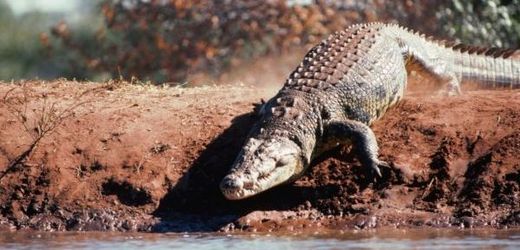 Vyhlášku o porážení krokodýlů na jatkách schválilo ministerstvo zemědělství a nyní čeká na souhlas Evropské komise. Platit by měla od přelomu letošního června a července.