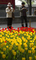 Čínští turisté si fotografují rozkvetlé tulipány v Pekingu. (Foto: ČTK/AP)